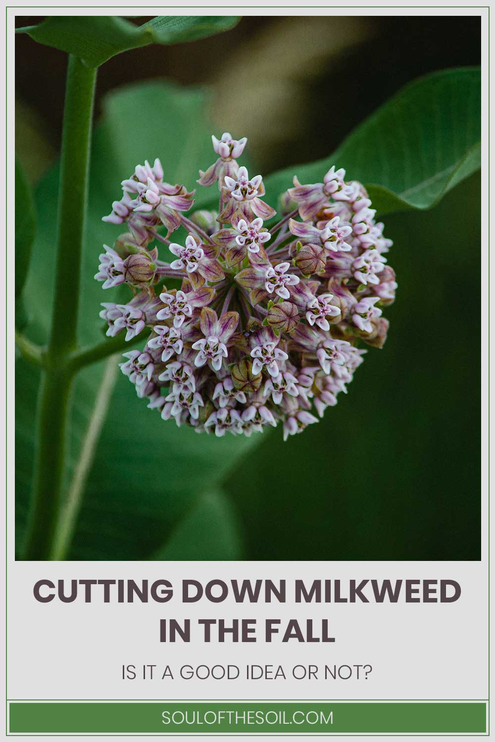 Milkweed flower and green leaves - is it a good idea to Cut Down Milkweed In The Fall