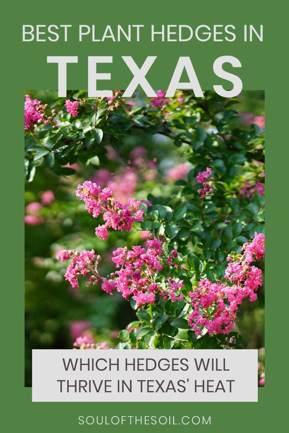 Best Plant Hedges In Texas – Which Hedges Will Thrive in Texas’ Heat