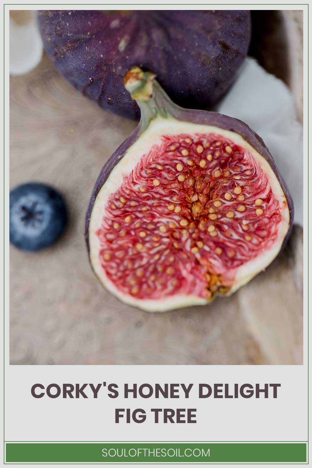A half-cut fig - Corky's Honey Delight Fig Tree