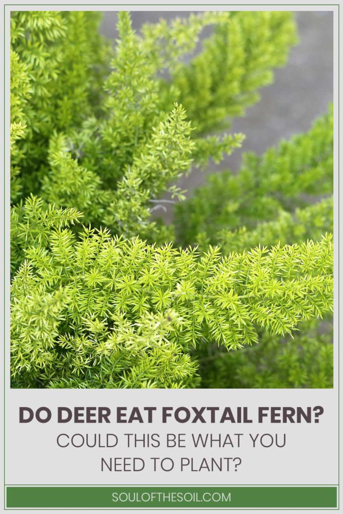 Do Deer Eat Foxtail Fern? Could This Be What You Need to Plant? - Soul ...