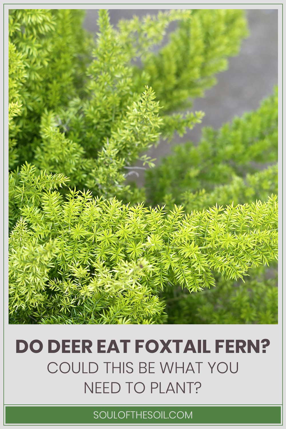 Foxtail Ferns - Do Deer eat them?