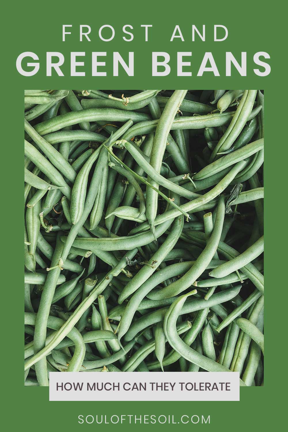 Some green beans - Frost and Green Beans – How Much Can They Tolerate?