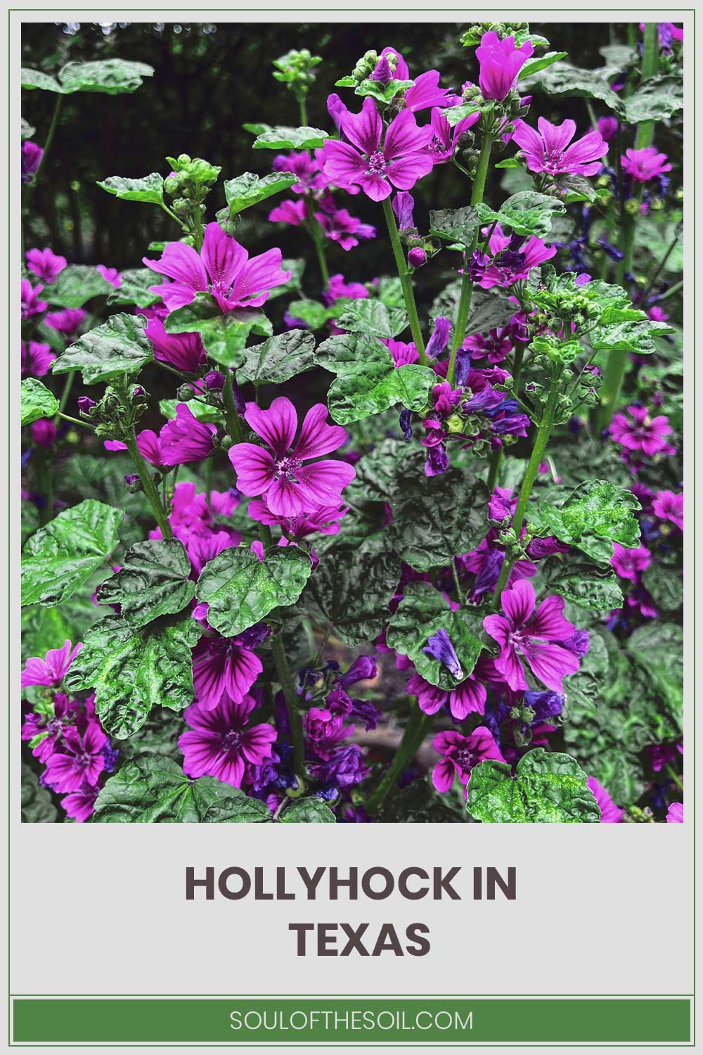 Hollyhock tree with flower - Hollyhock In Texas