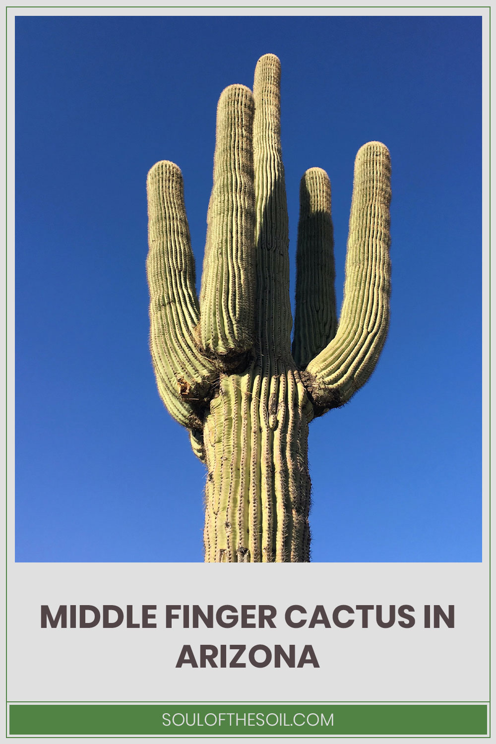 Cactus under blue sky - Middle Finger Cactus In Arizona