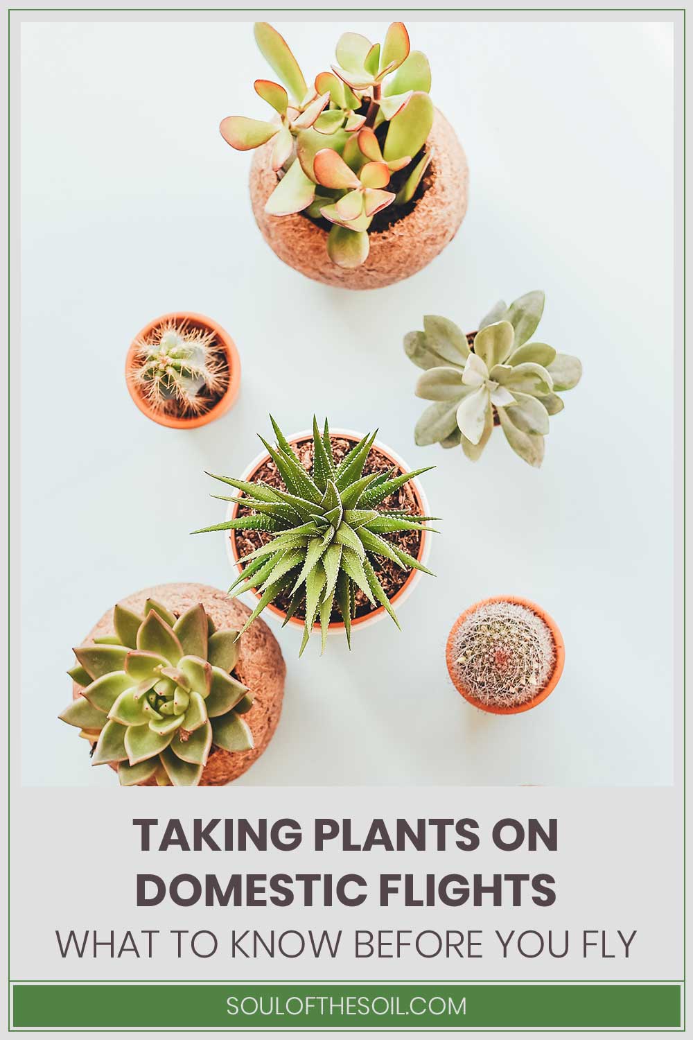 6 small plants in pots - Taking Plants On Domestic Flights