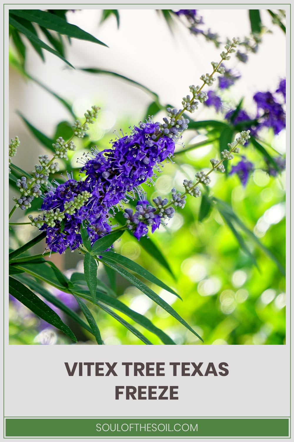 Chaste tree with flower - Vitex Tree Texas Freeze