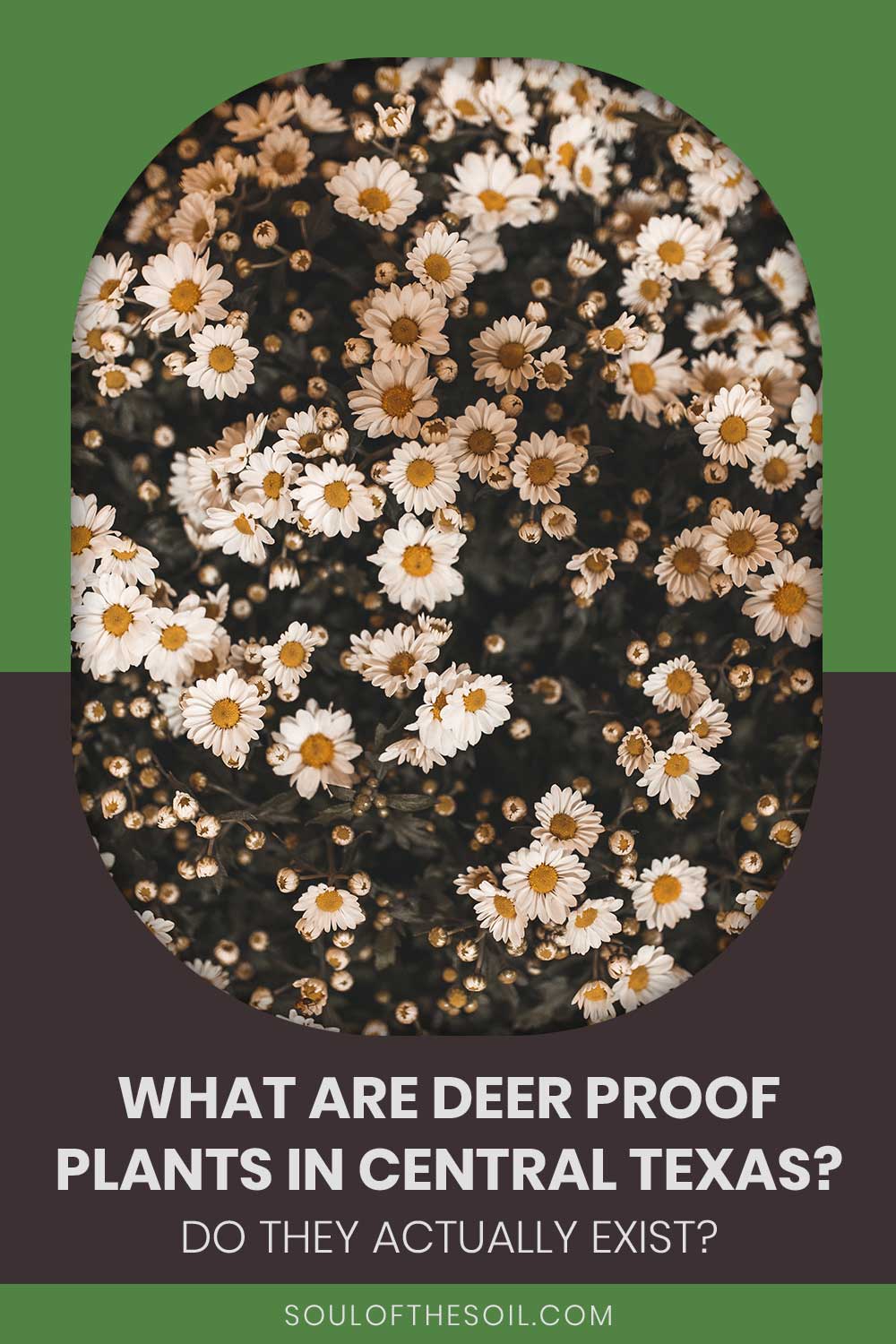 Blackfoot daisy - What are Deer Proof Plants In Central Texas