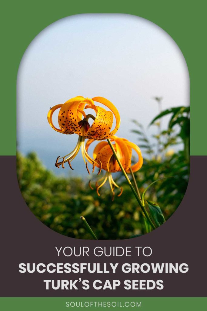 Your Guide To Successfully Growing Turk’s Cap Seeds Soul of the Soil