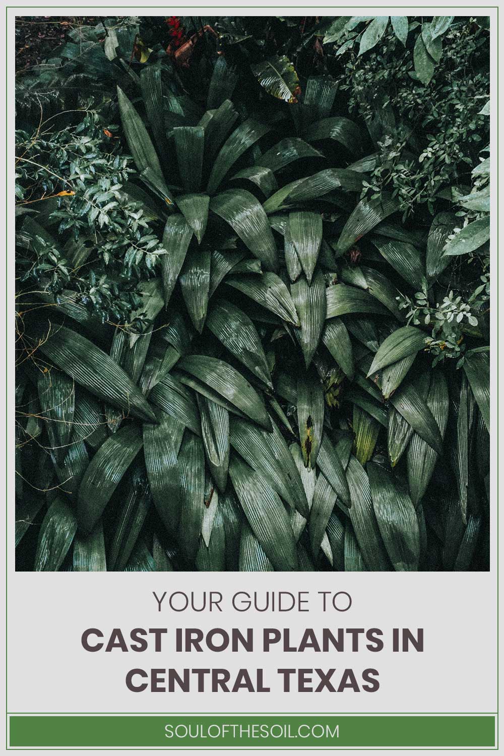 Aspidistra Elatior plants - Your Guide to Cast Iron Plants in Central Texas