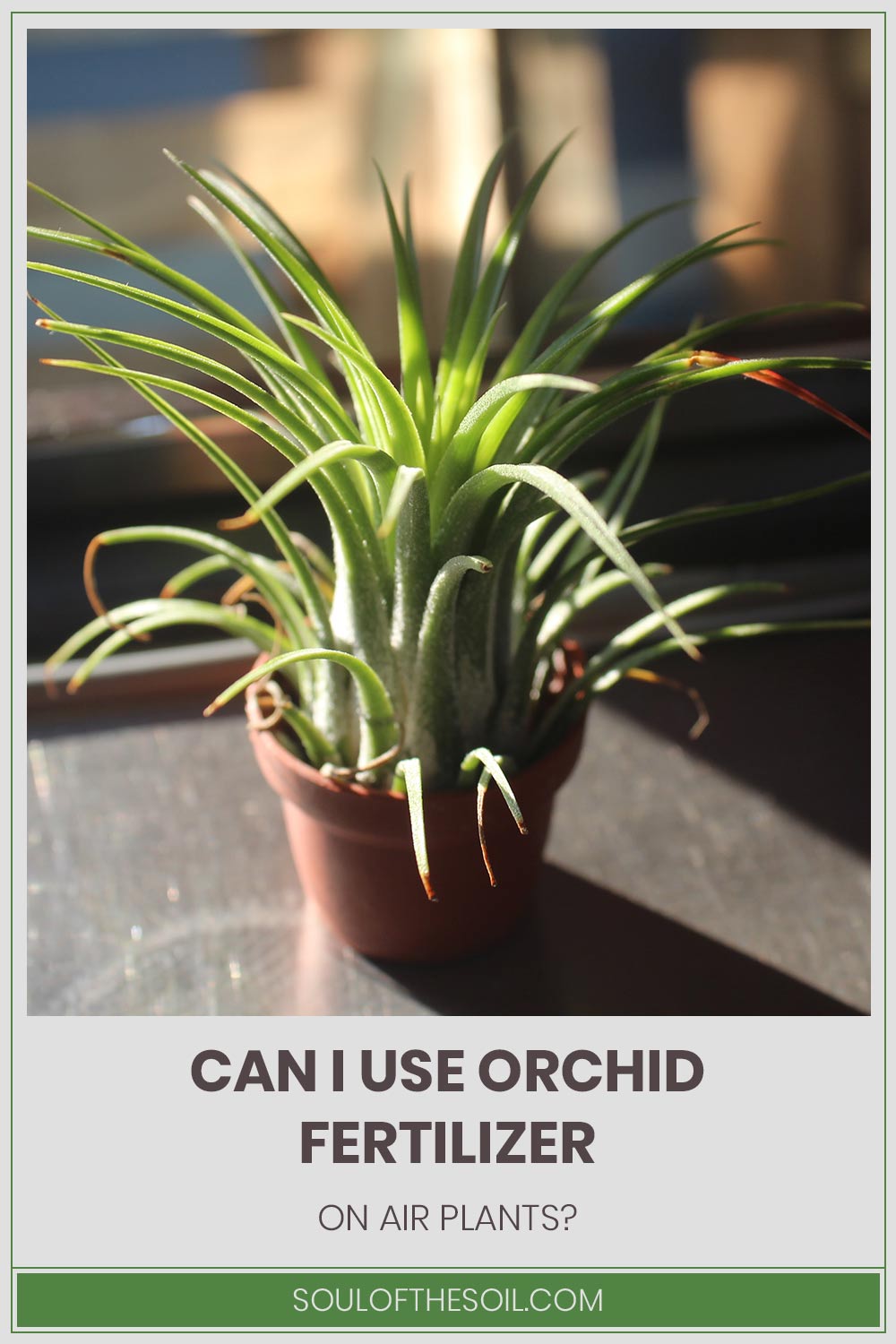 Can I Use Orchid Fertilizer On Air Plants?