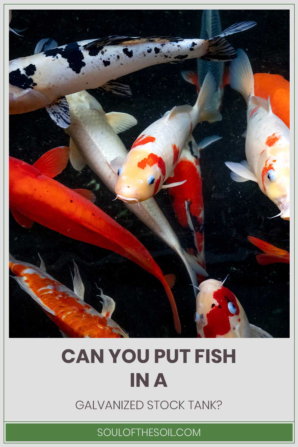 Some aquarium fishes - Can You Put in In A Galvanized Stock Tank?