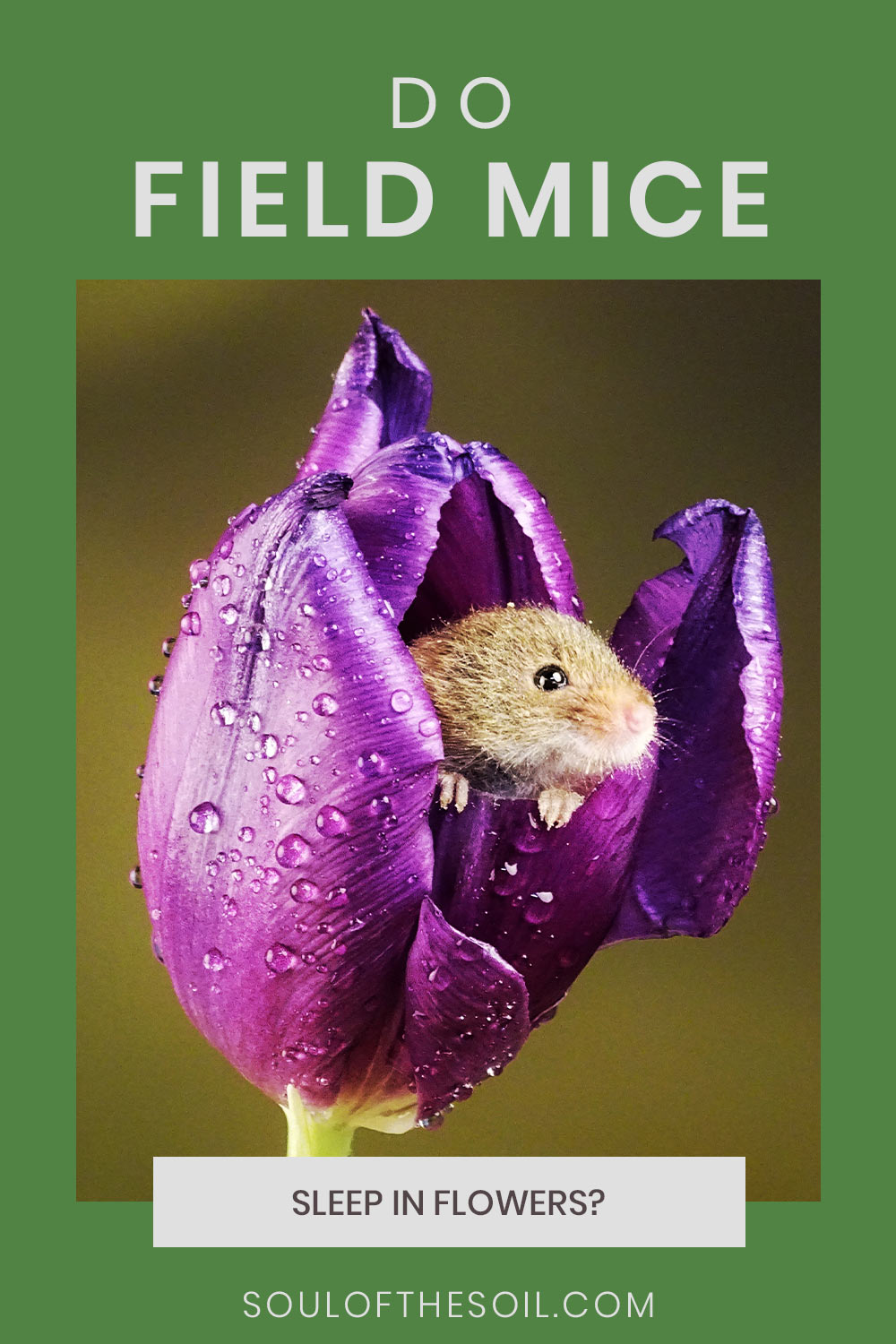 Field mice in a flower - Do they Sleep in Flowers?