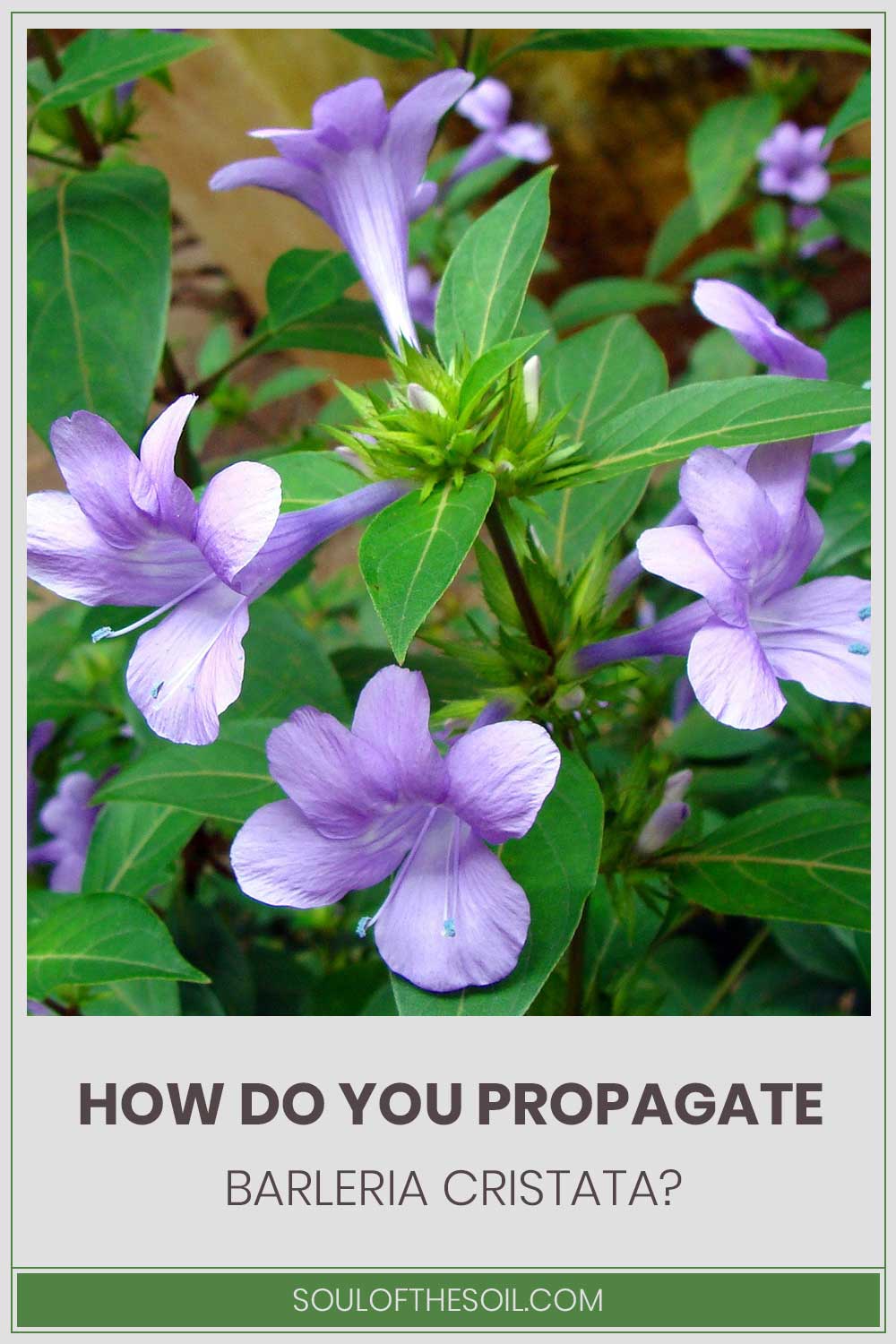 Barleria cristata flowers - How Do You Propagate?