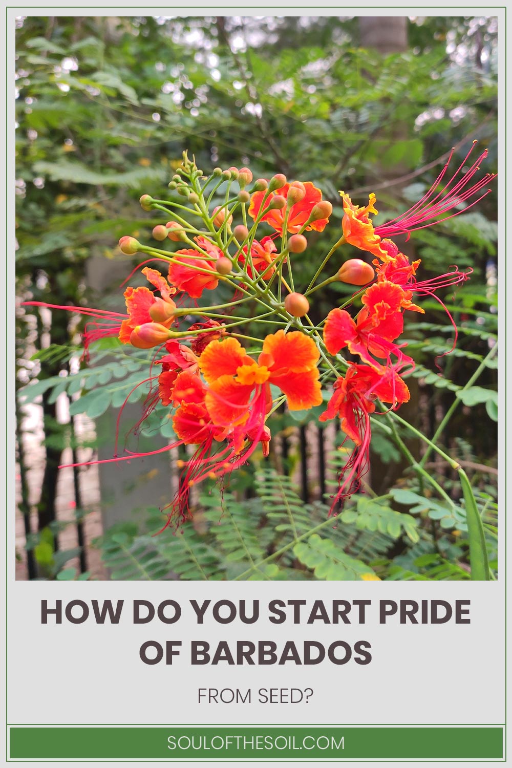 Barbados on tree - How Do You Start Pride of it From Seed?