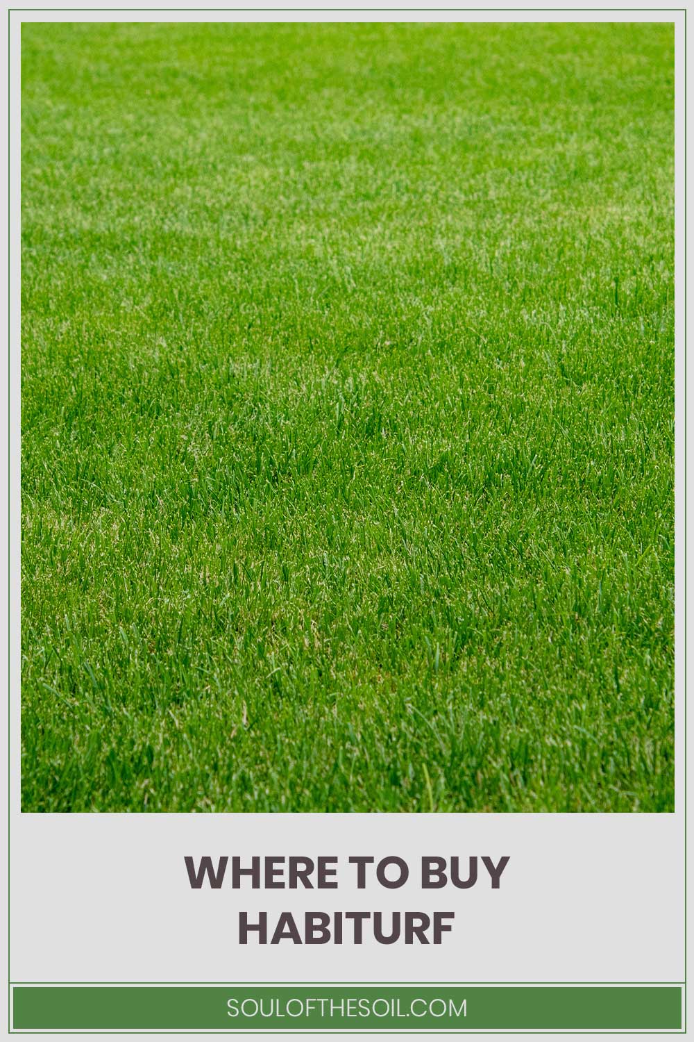 Surface filled with green grass - Where to Buy Habiturf
