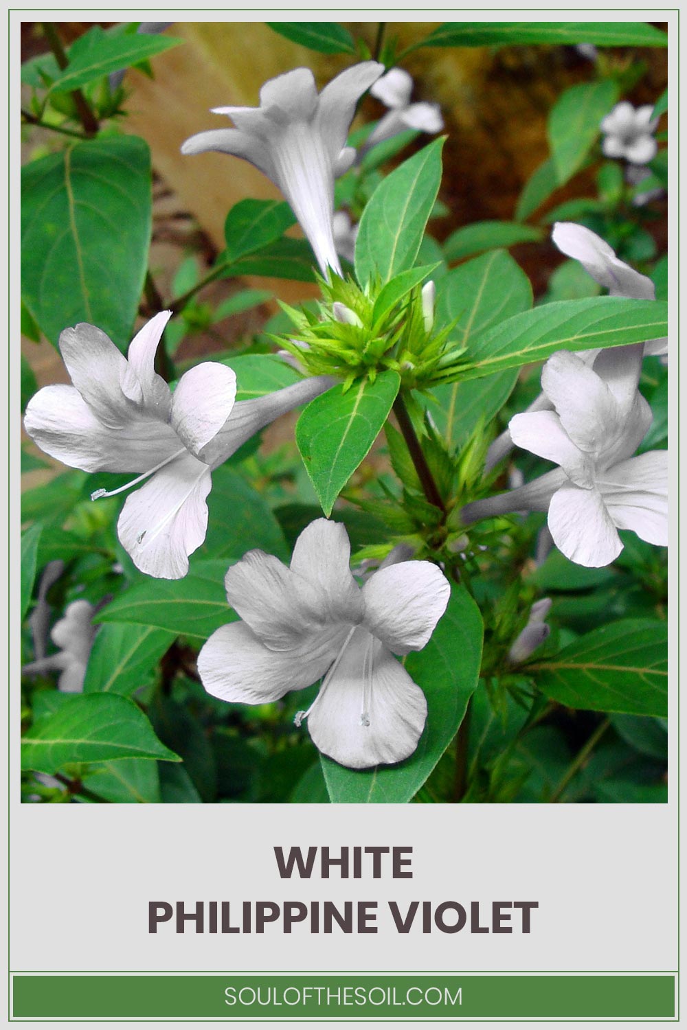 Barleria cristata 'Alba' plant - White Philippine Violet.