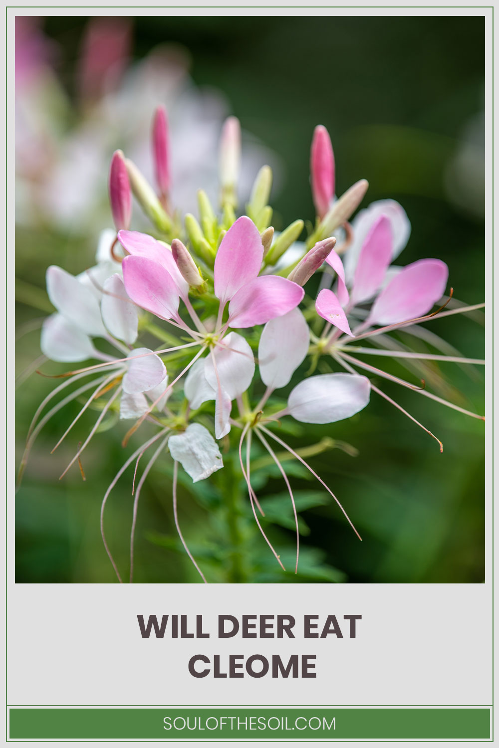 Cleome flower close up photo - Will Deer Eat them?