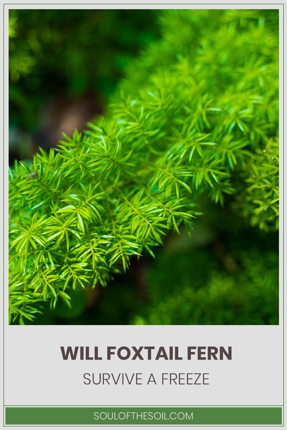 Will Foxtail Fern Survive a Freeze