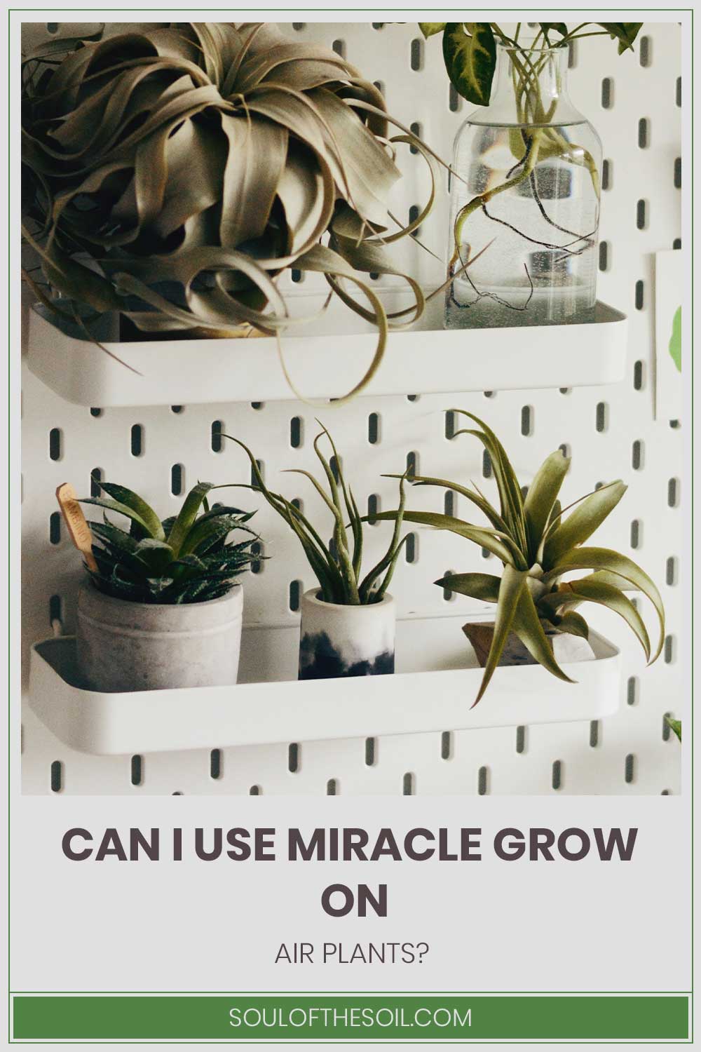 Can I Use Miracle Grow On Air Plants?
