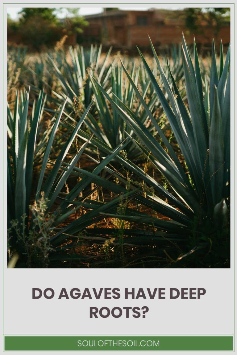 Do Agaves Have Deep Roots? Soul of the Soil