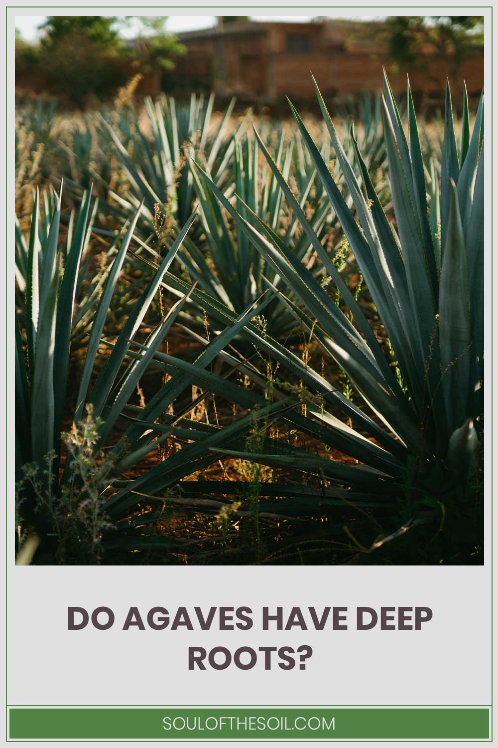 Some Agave plants - do they have deep roots?