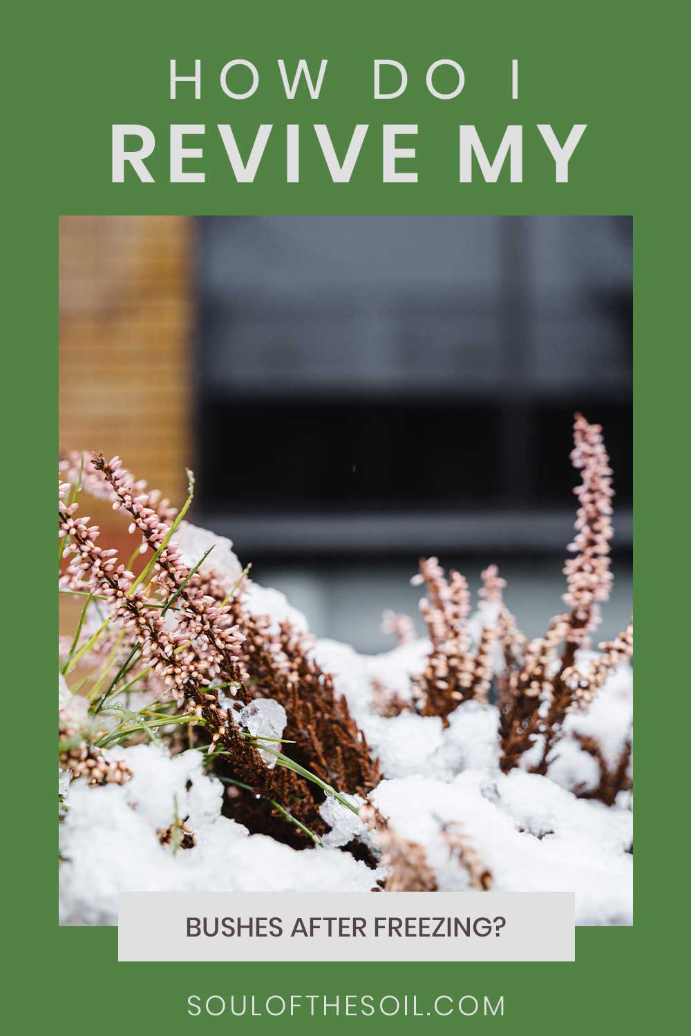 Plants covered in snow - How to Revive Bushes After Freezing?