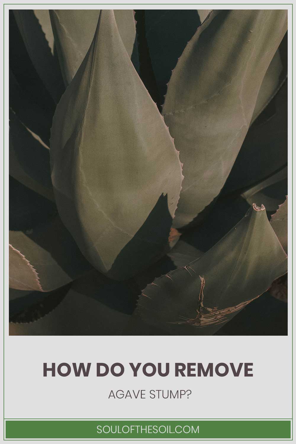 Agave - How Do You Remove the Stump?