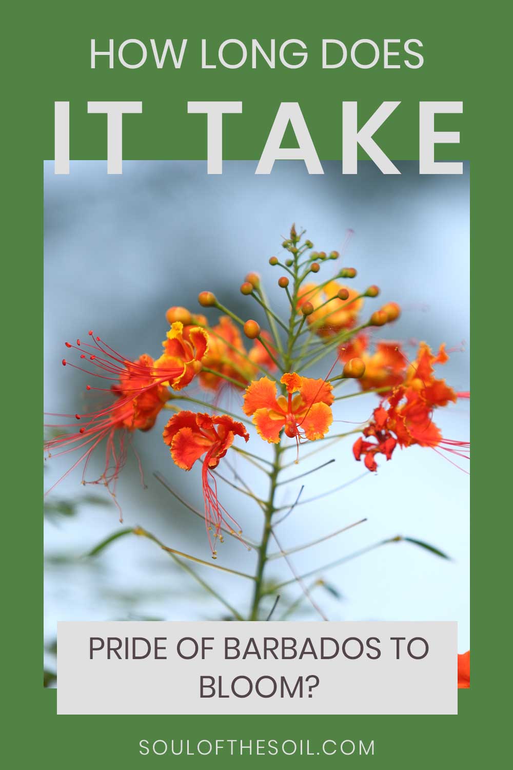 How Long Does It Take Pride Of Barbados To Bloom?