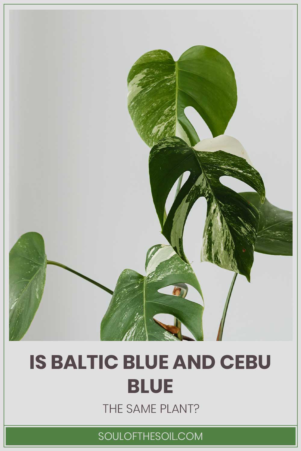 Is Baltic Blue And Cebu Blue The Same Plant?