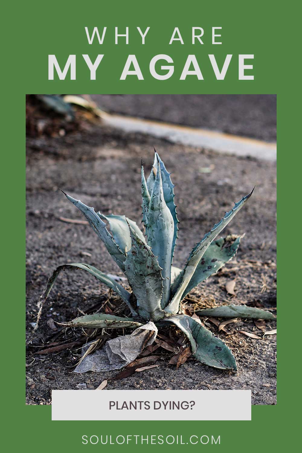 A dying Agave plant - Why is it dying?