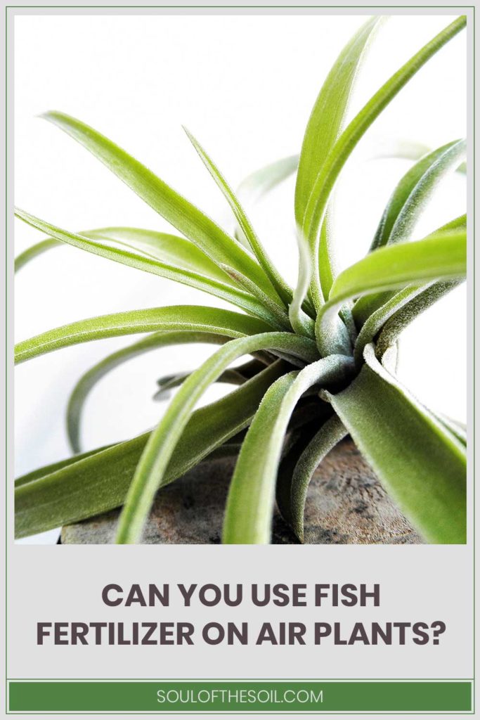 Can You Use Fish Fertilizer On Air Plants? Soul of the Soil