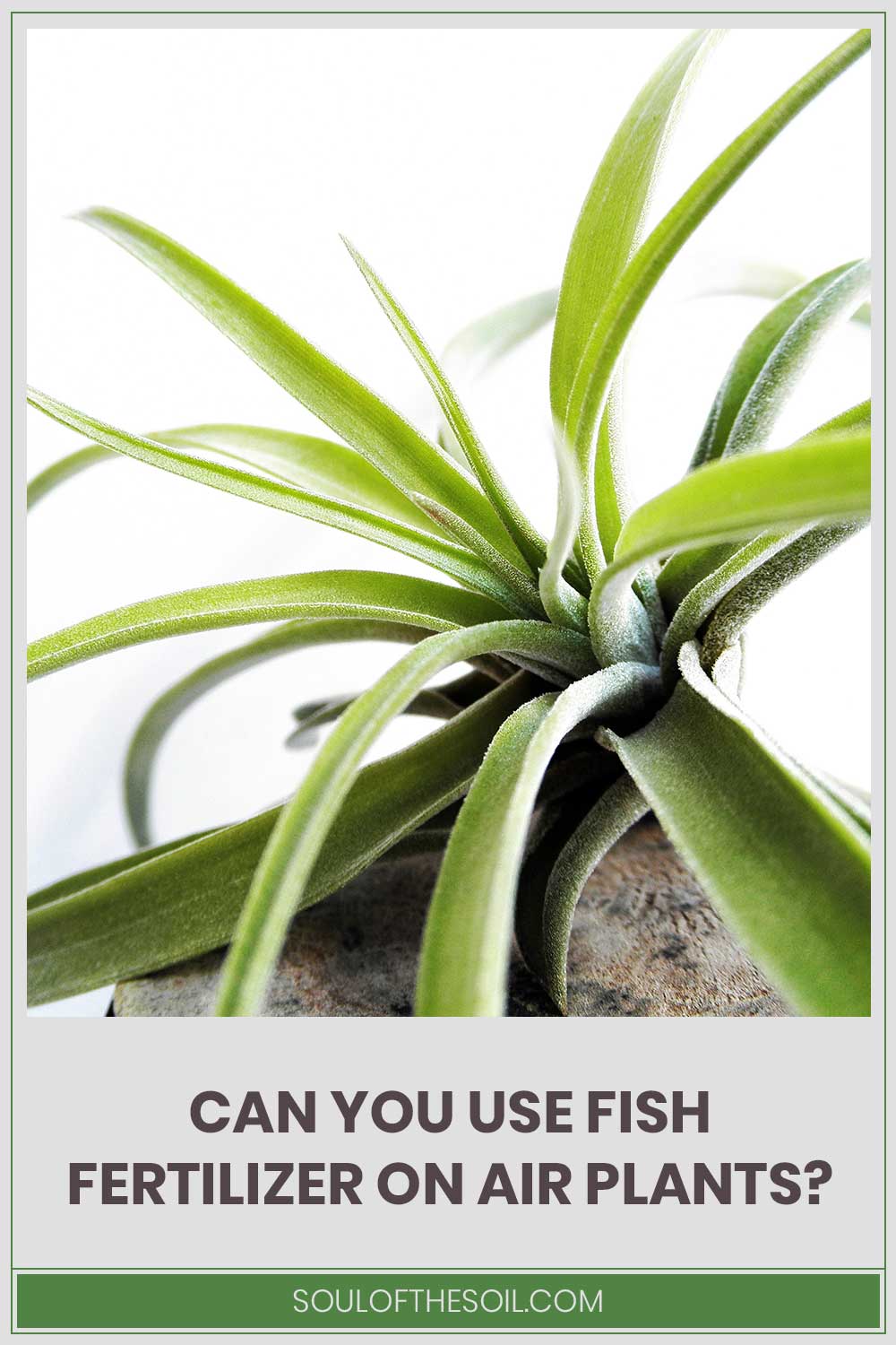 An Air plant - Can You Use Fish Fertilizer On them?