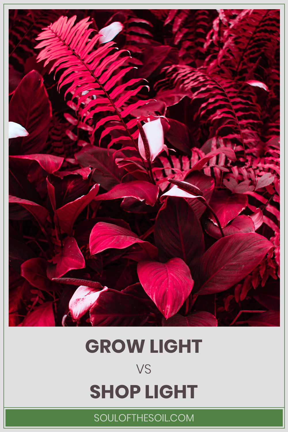 Red light making plants look red - Grow Light vs. Shop Light.