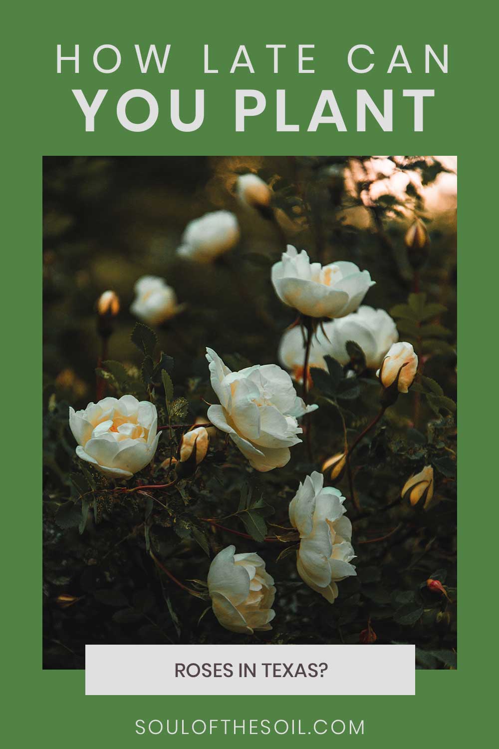 White roses on plant - How Late Can You Plant them In Texas?