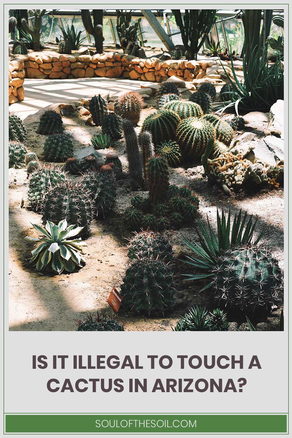 Some cactuses in different sizes - Is it illegal to touch them in Arizona?