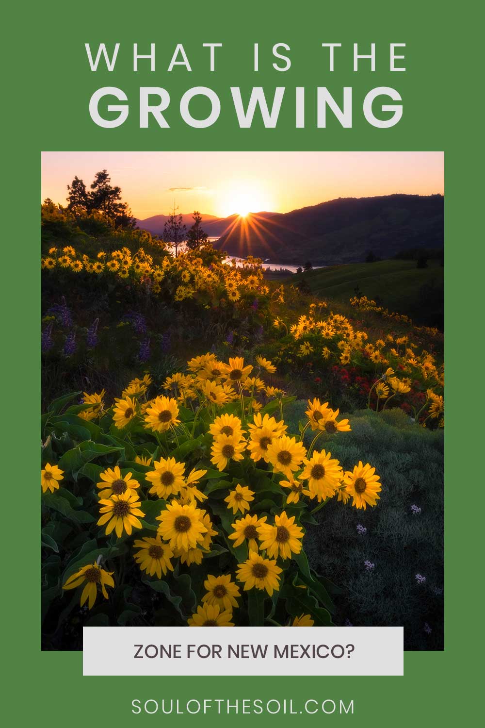 Some sunflower plants when the sun is rising - What Is The Growing Zone For New Mexico?