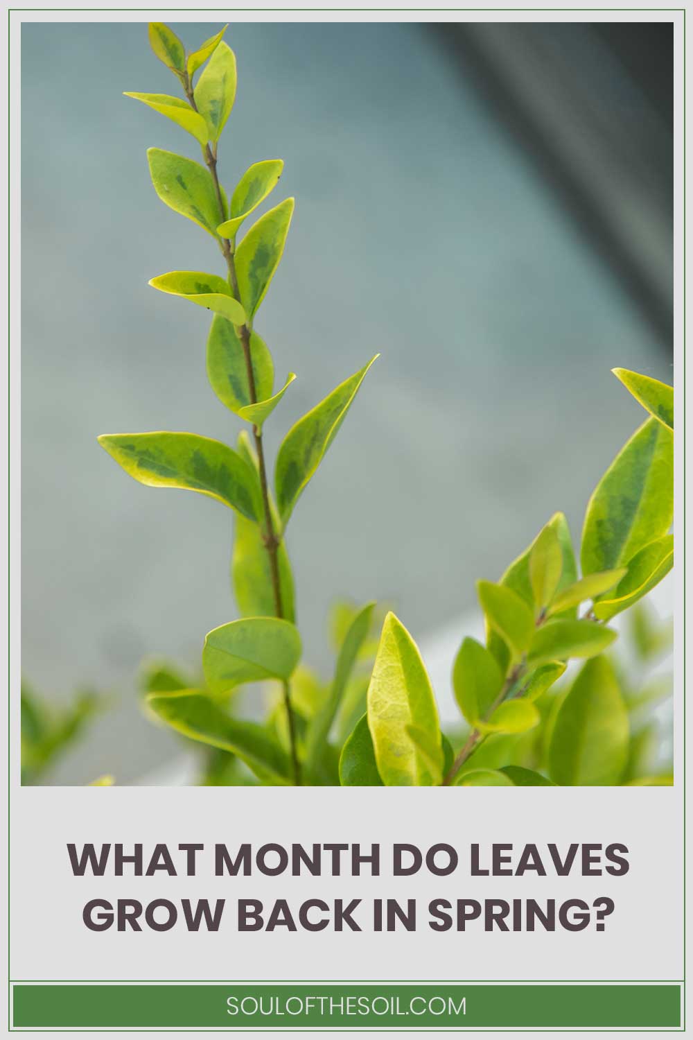 What Month Do Leaves Grow Back In Spring?