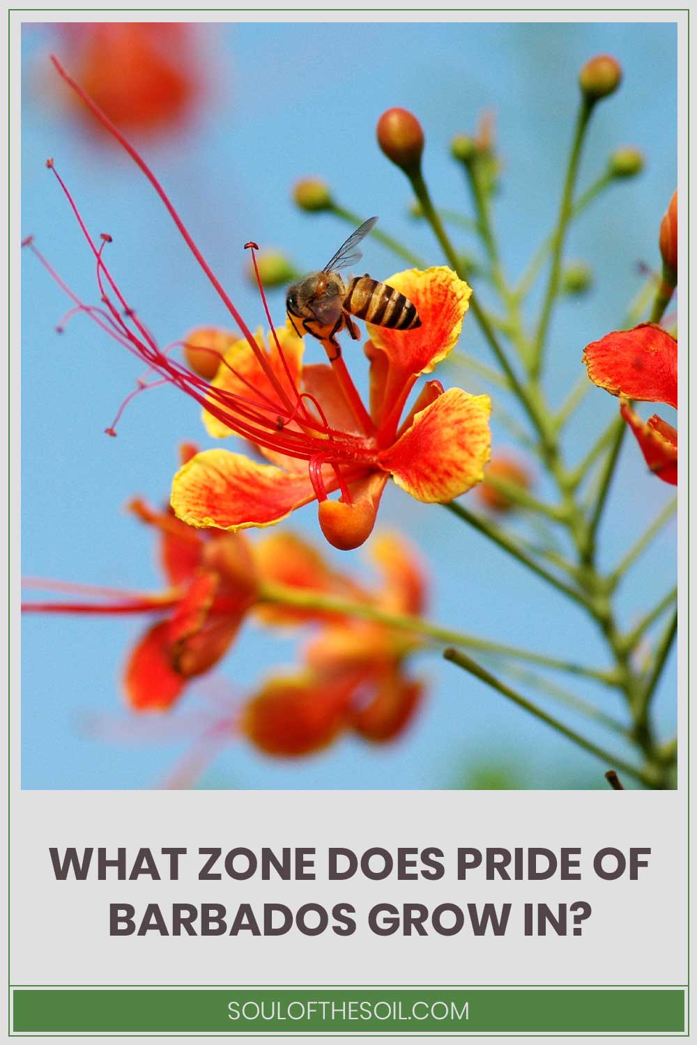 What Zone Does Pride Of Barbados Grow In?
