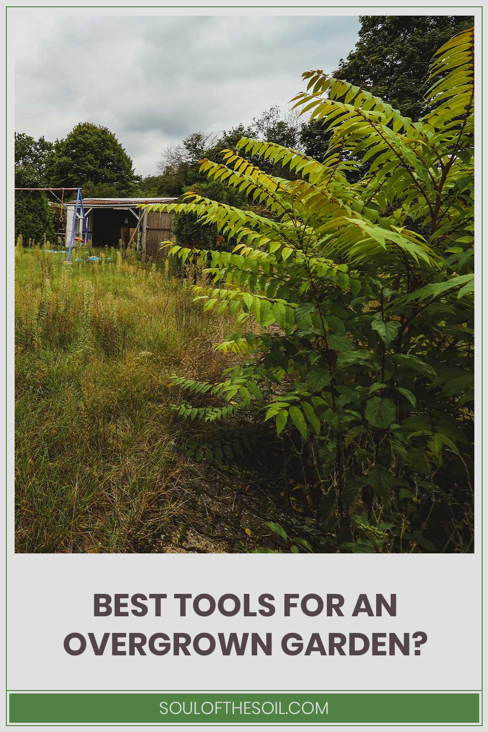 A garden with tall grass and plants - Best Tools For An Overgrown Garden.