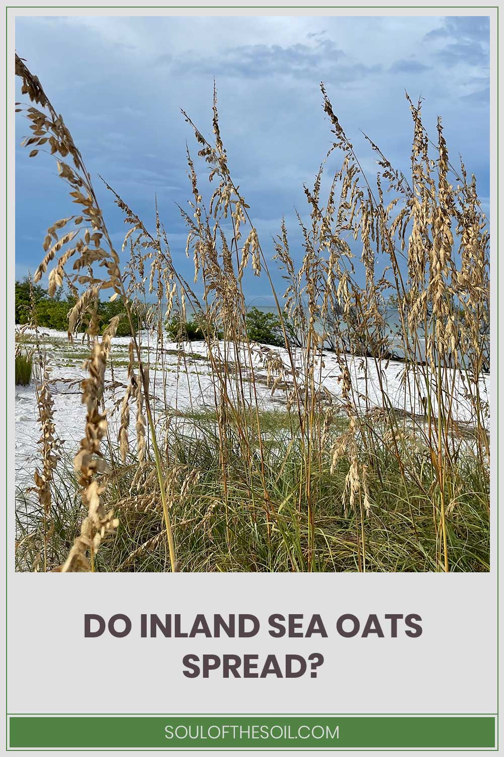 Sea oats near a beach - do they spread?
