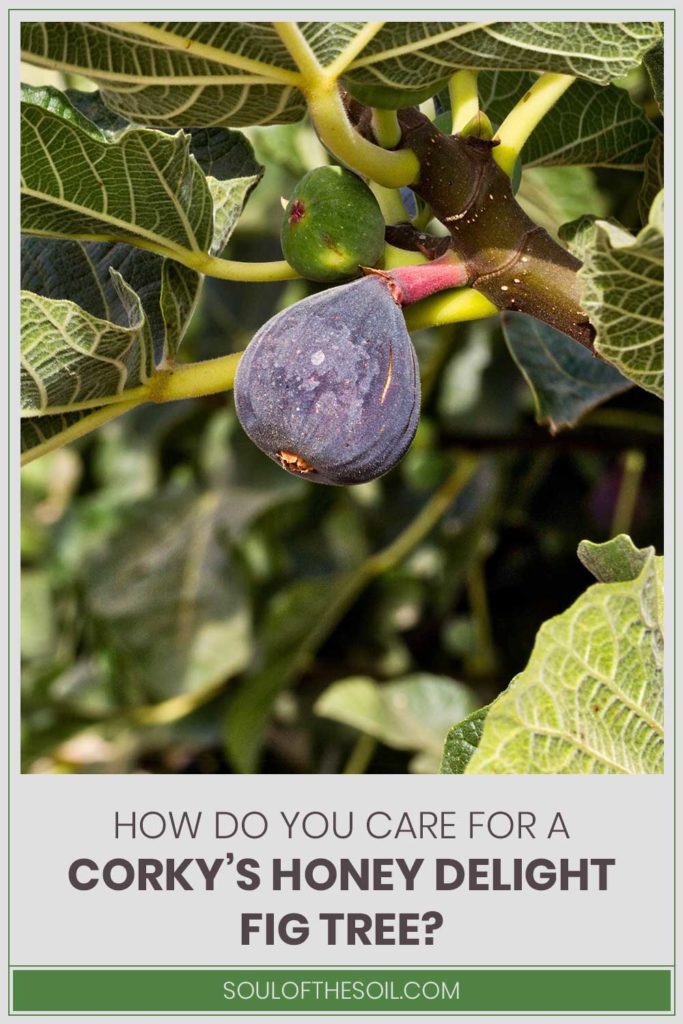 How Do You Care For A Corky’S Honey Delight Fig Tree? Soul of the Soil