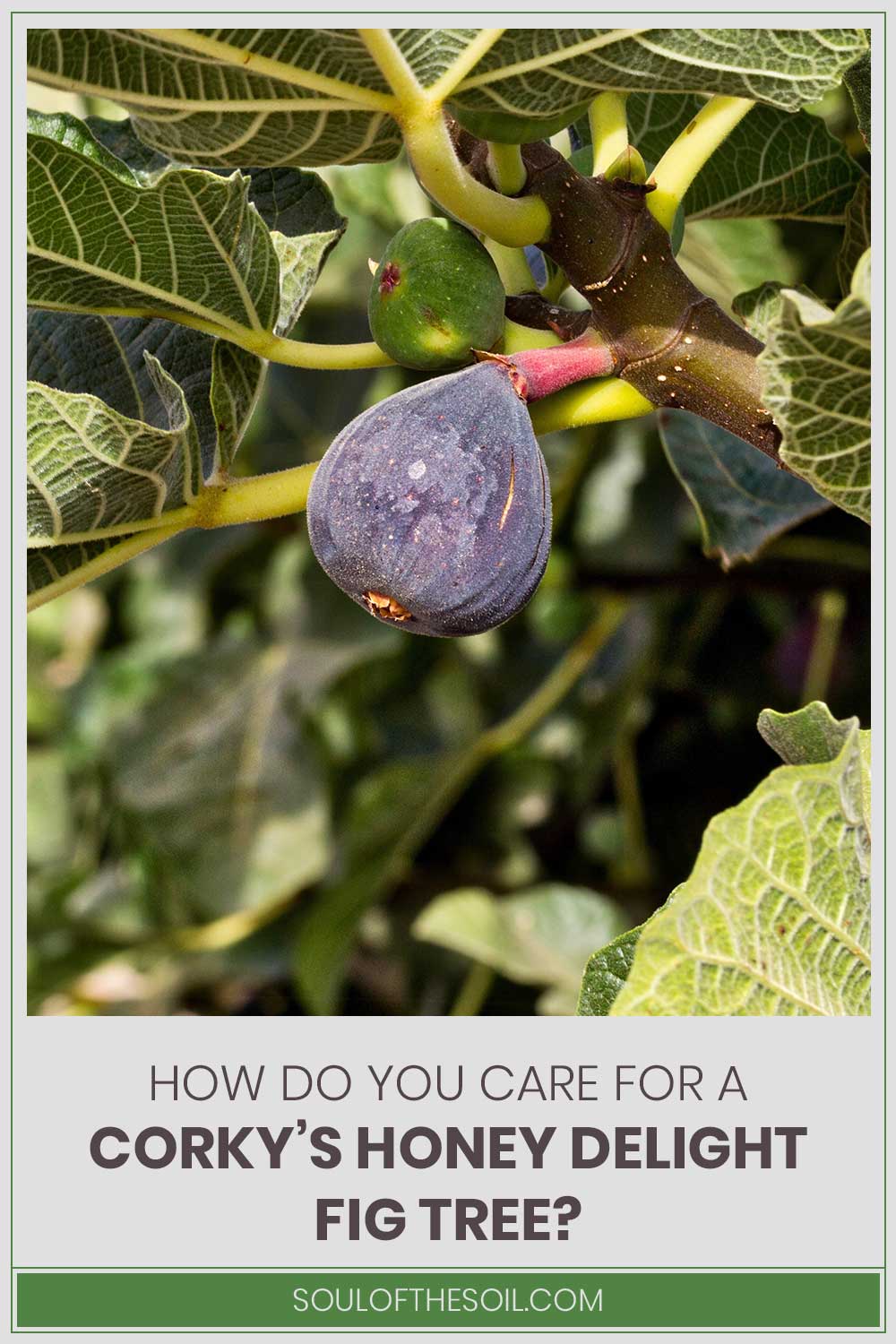 A ripen fig on a tree - How Do You Care For A Corky’S Honey Delight Fig Tree?