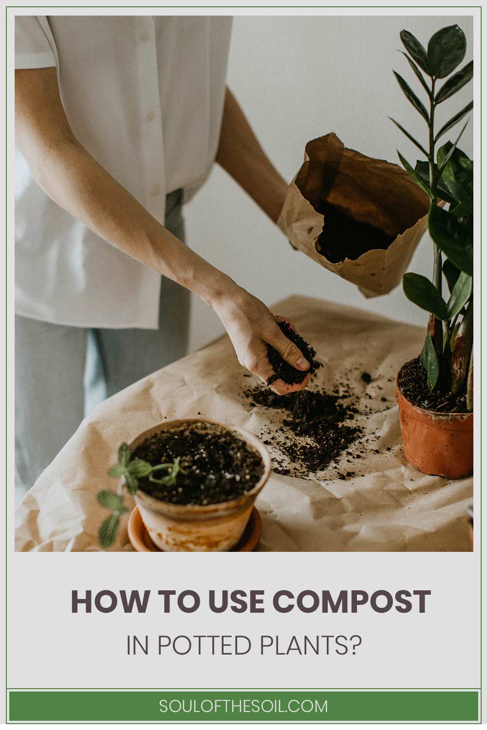 Individual with white shirt and jeans pant working with compost and indoor plants - How To Use Compost In Potted Plants?