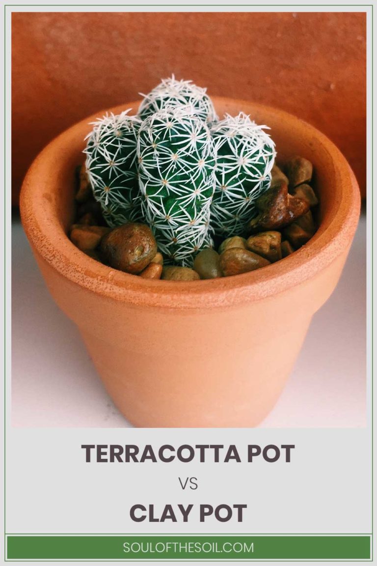 Terracotta Pot vs. Clay Pot Soul of the Soil