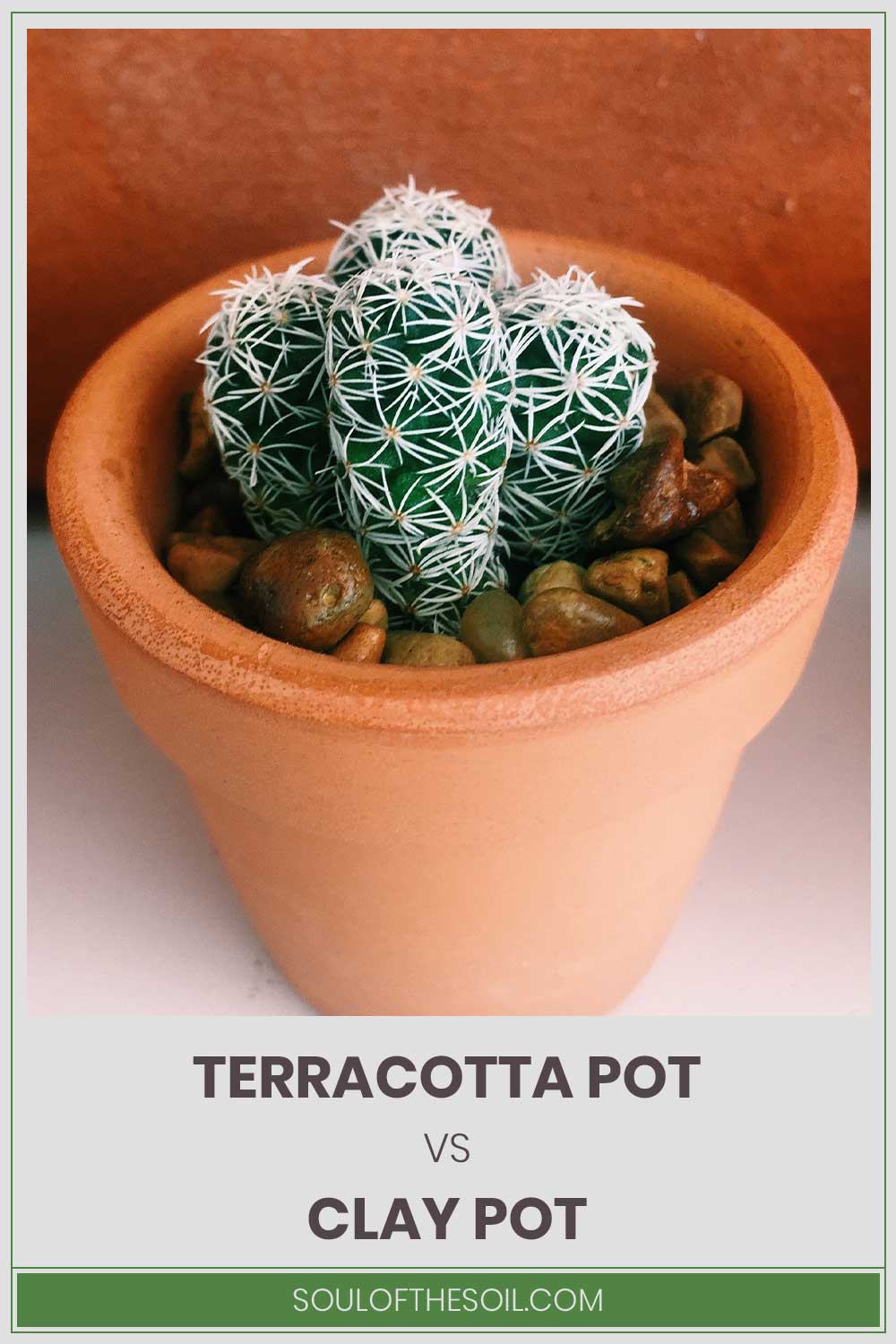 A tiny cactus in a pot - Terracotta Pot vs. Clay Pot.