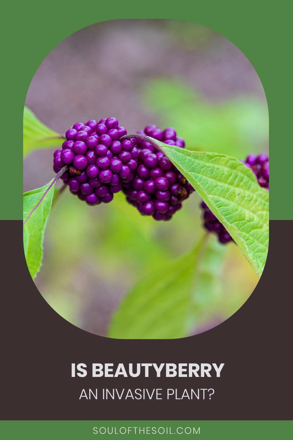 Beautyberries on a plant - Is it an invasive plant?
