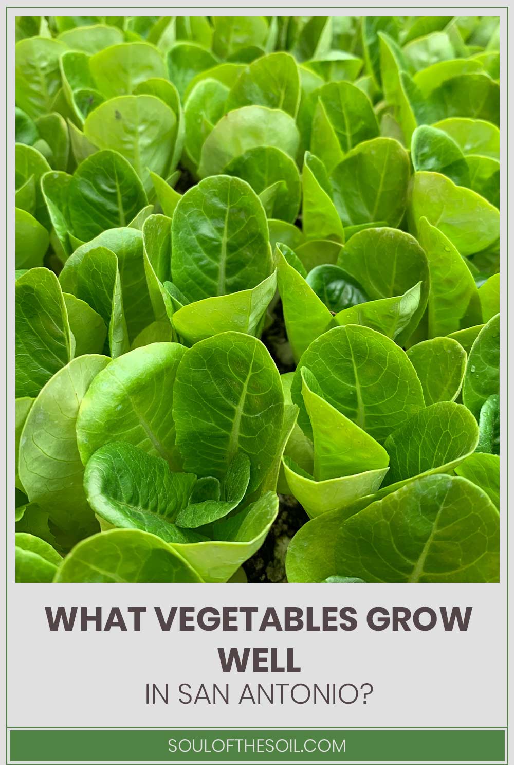 What Vegetables Grow Well in San Antonio?