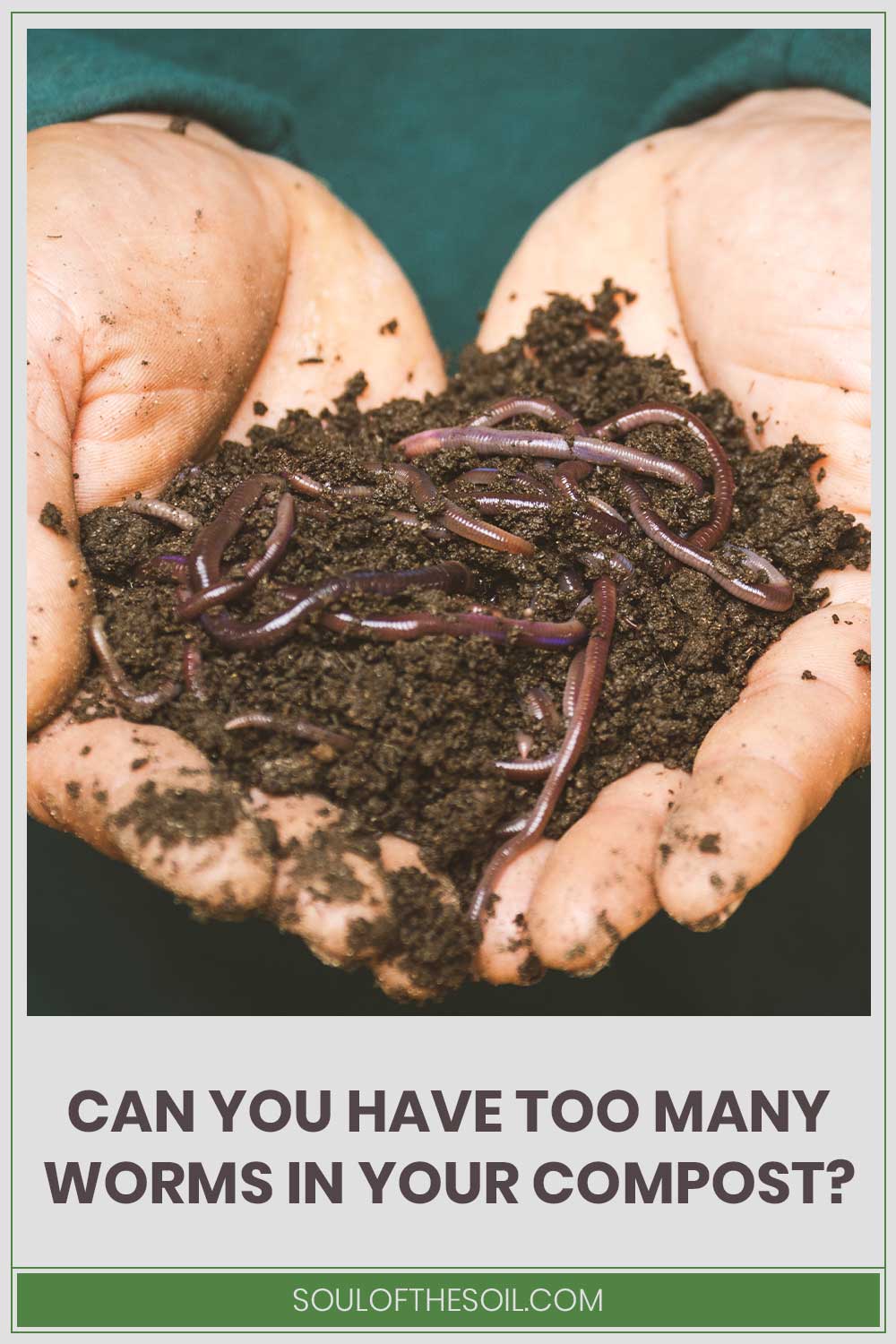 Can You Have Too Many Worms In Your Compost?