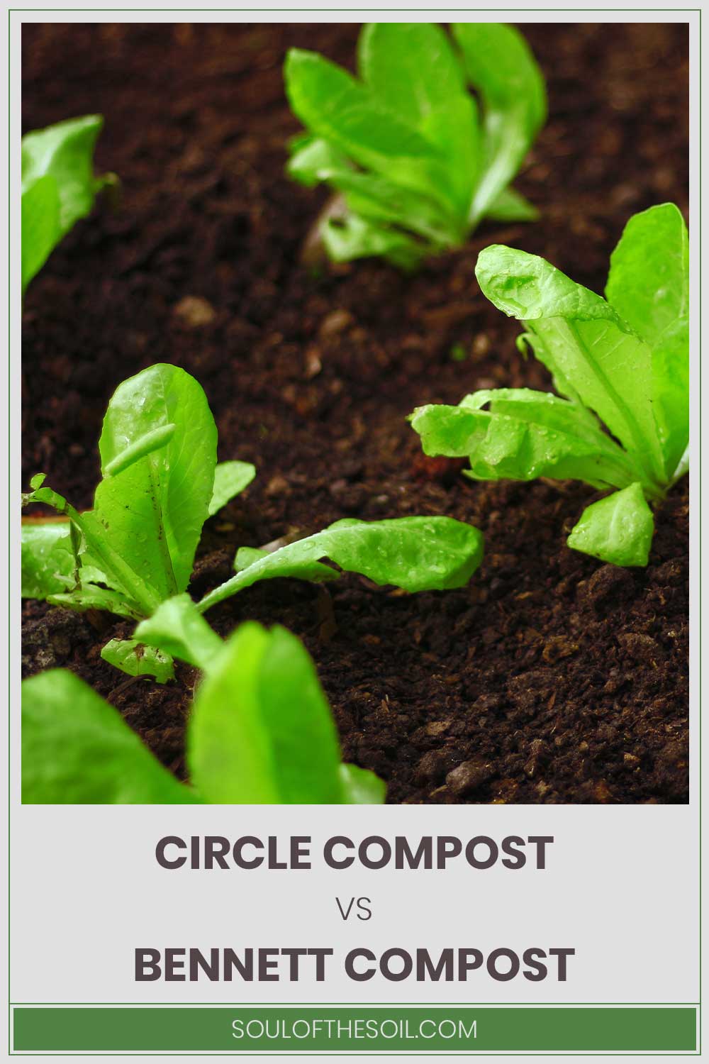 Newly grown small plans on compost - Circle Compost vs. Bennett Compost.