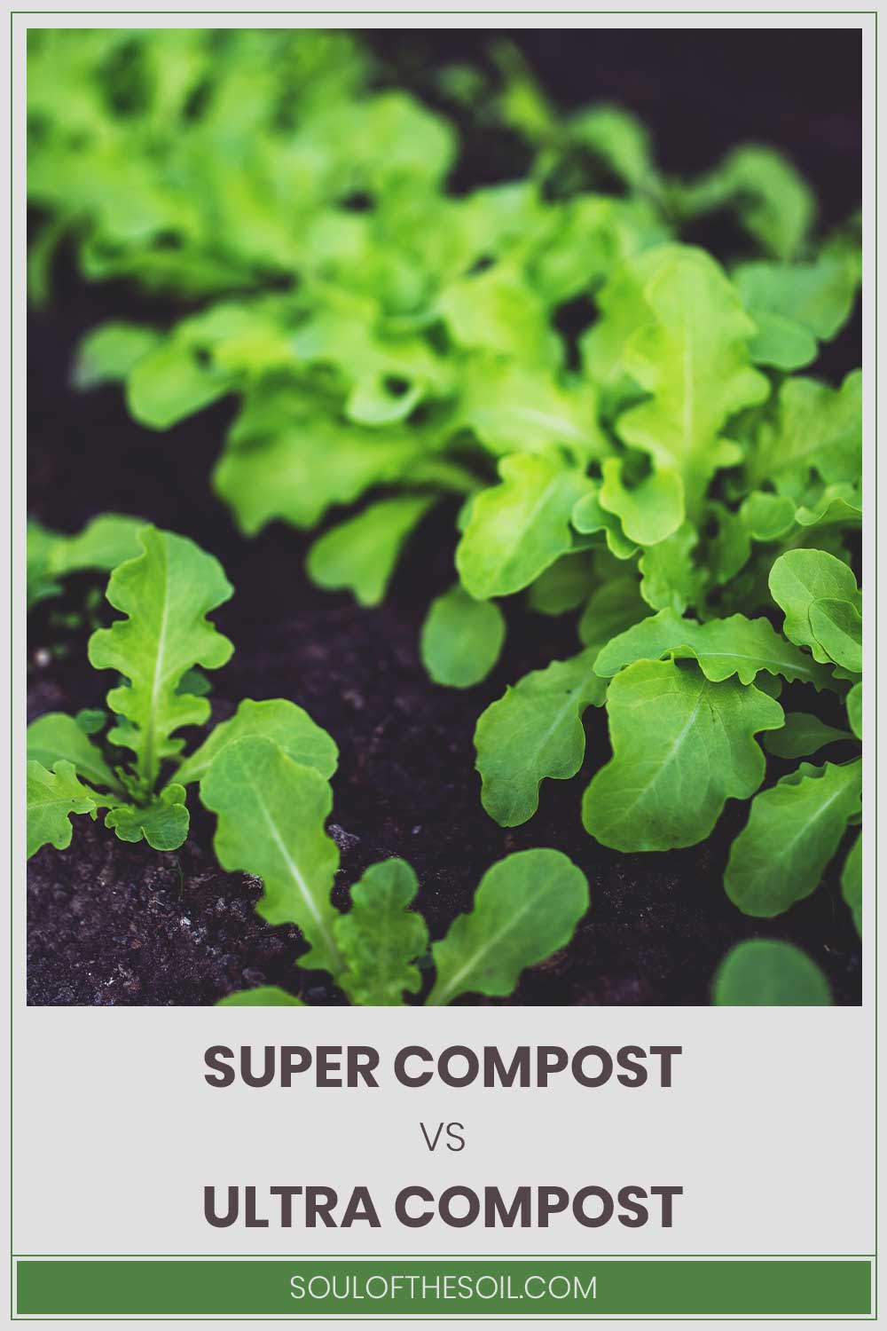 Small plants on compost - Super Compost vs. Ultra Compost.